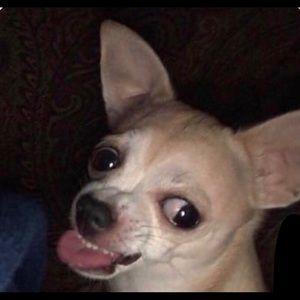 Meet your Posher, Alex